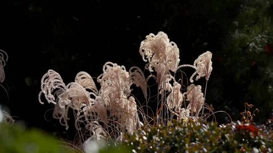 4K芦苇荻花素材