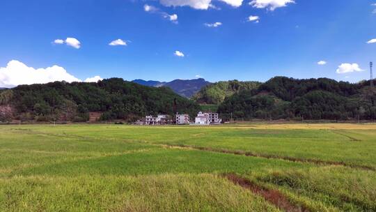 4K高清稻田稻穗丰收季航拍