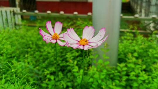 木茼蒿鲜花盛开