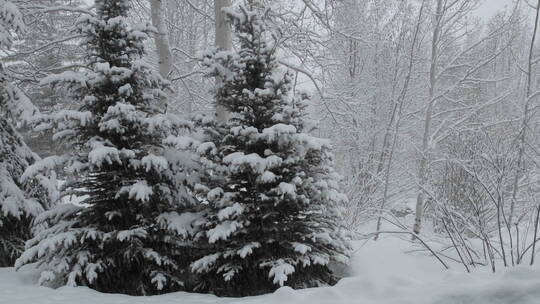 松树上的白雪