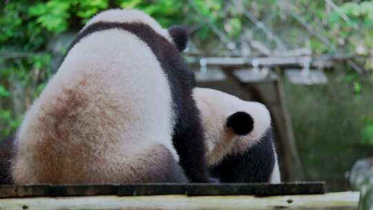 大熊猫生活