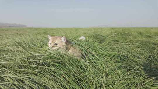 金渐层猫咪钻草丛草地4K120帧Dlog慢动作