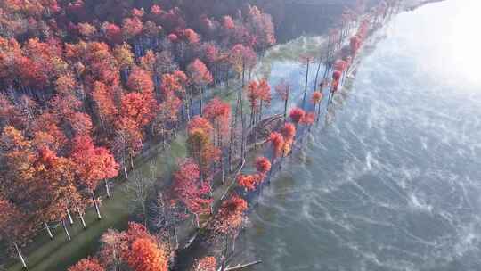 宁国 宣城秋天 落羽杉 山水中国 红杉林