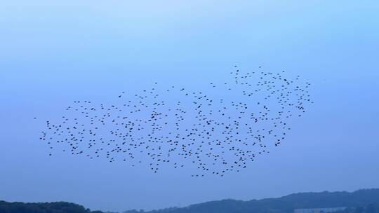 天空中飞翔的鸟群视频素材模板下载