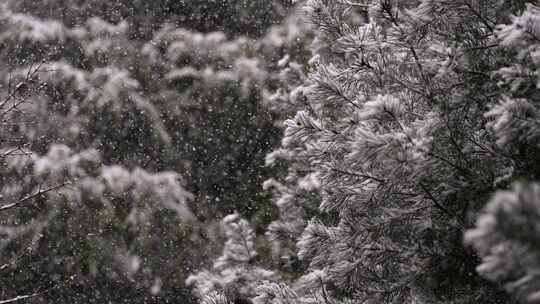 寒冷冬季公园松树雪花大雪空境升格