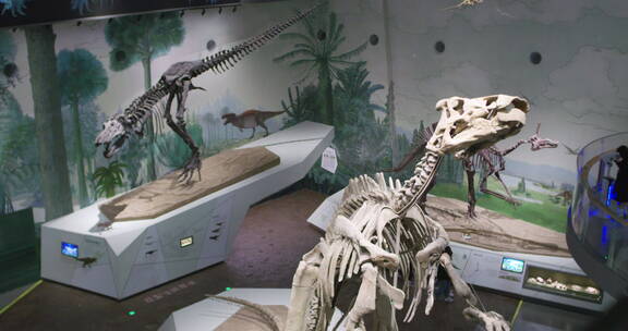 博物馆恐龙化石恐龙蛋