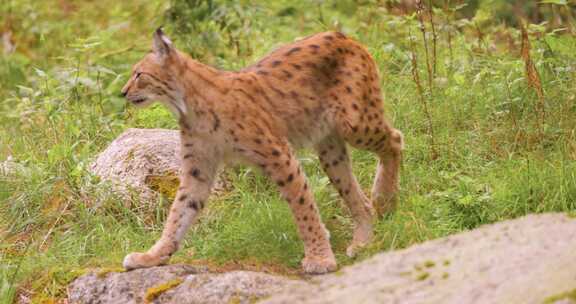 森林中的欧亚山猫（Lynx lynx）。