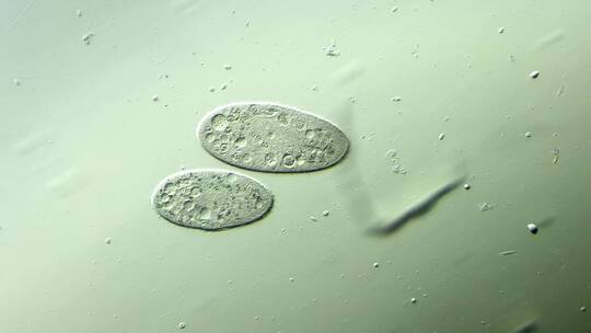 微生物原生生物光学显微镜实拍1