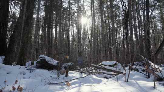 冬天阳光穿过长白山丛林积雪和松树