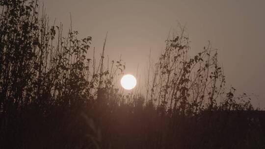 秋天傍晚夕阳余晖果树剪影LOG