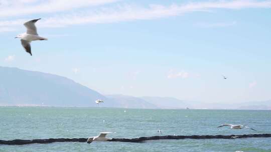 大理洱海上飞行的海鸥