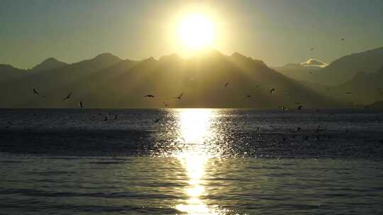 日出照的湖面波光粼粼 海鸥飞舞