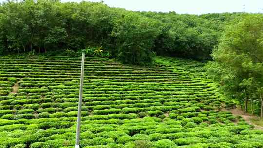 茶山茶园绿茶春茶茶叶采茶