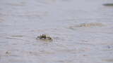 螃蟹深圳湾公园生态鸟滩涂潮间带3102高清在线视频素材下载