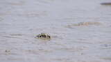 螃蟹深圳湾公园生态鸟滩涂潮间带3102高清在线视频素材下载