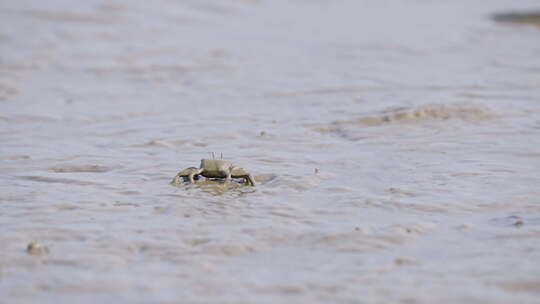 螃蟹深圳湾公园生态鸟滩涂潮间带3102