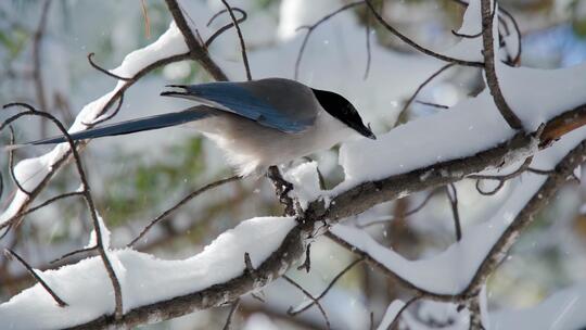冬天雪景 立冬 冬至 大雪 大寒 小寒