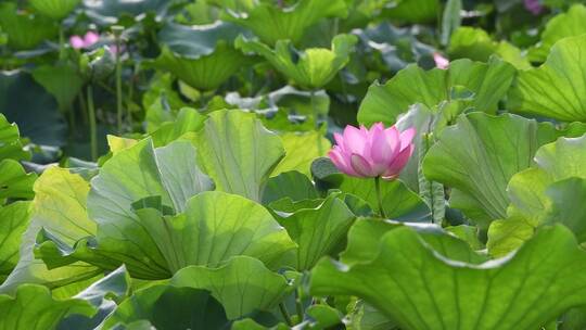 杭州西湖景区曲院风荷荷花