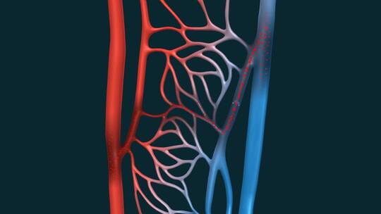 医学血管血液动脉毛细血管血液循环血栓动画