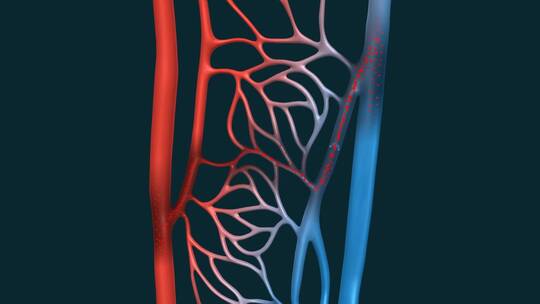 医学血管血液动脉毛细血管血液循环血栓动画视频素材模板下载