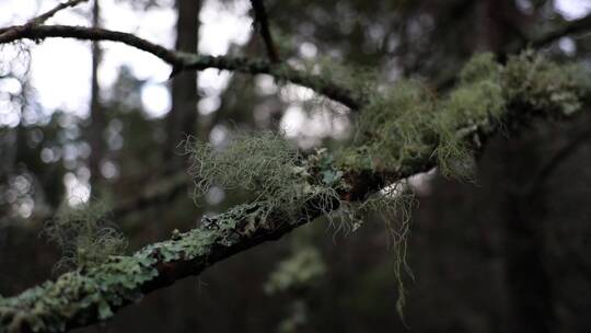 雨季森林树枝苔藓