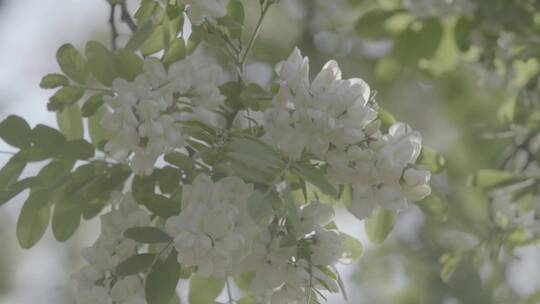 槐花LOG视频素材