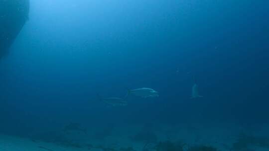 Tarpon，鱼，水下，海洋生物