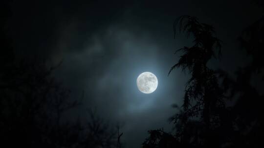 月光下的树木