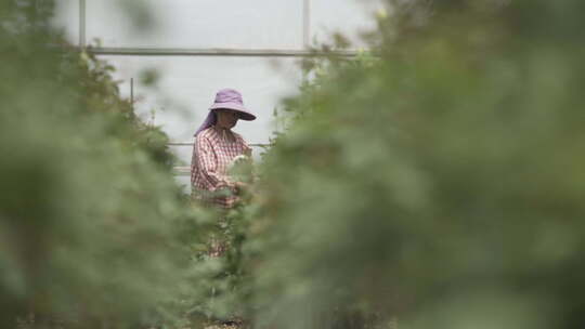 云南地拍种花基地内花农采摘鲜花中景