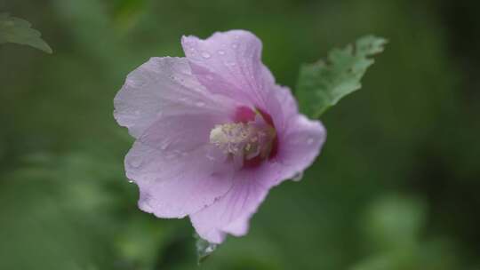 木槿花特写