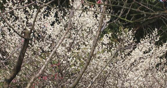 唯美阳光轻轻摇摆梅花 立春花开万物复苏