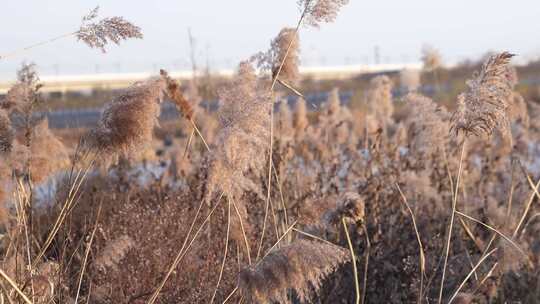 芦苇 湿地 芦苇田 植物 大片芦苇 芦苇地