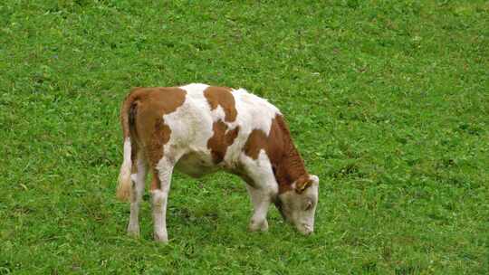 在草坪上吃草的奶牛