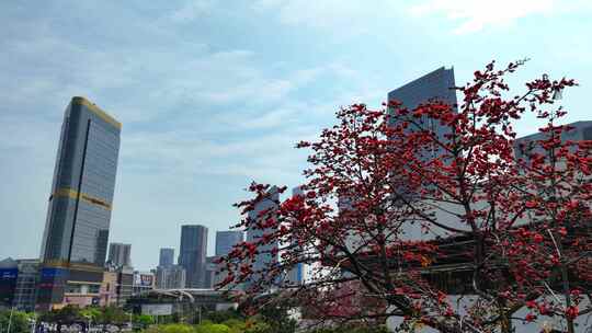 城市中盛开的木棉花与高楼景观