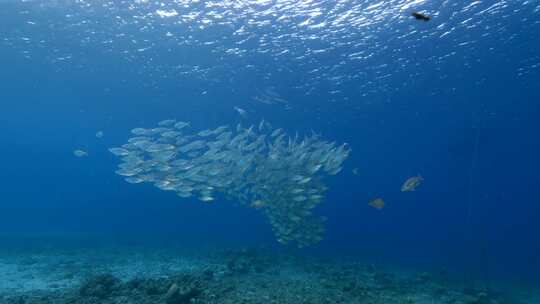 浅滩，游泳，鱼，海底