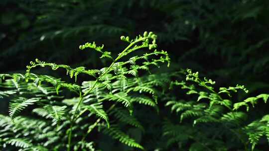 阳光照射下的森林绿色蕨类植物叶子特写