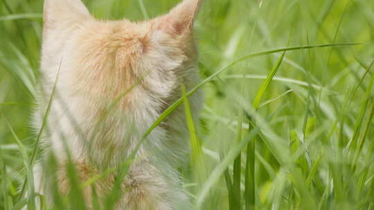 春天公园里可爱的猫咪流浪猫