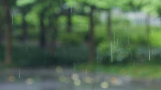 谷雨下雨雨滴滴落树叶