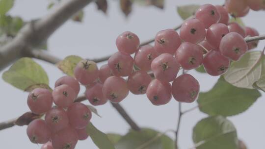 秋季树枝上成熟的海棠LOG