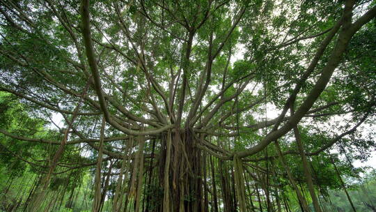 独树成林榕树根须气根树根