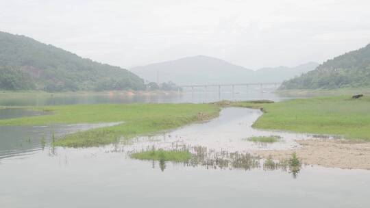 乡村小溪溪流河流牛吃草自然生态环境溪边