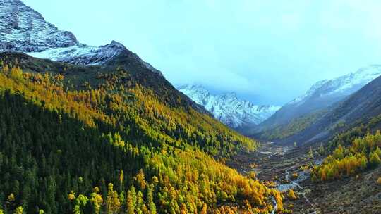 雪山下多彩树林的壮丽景观