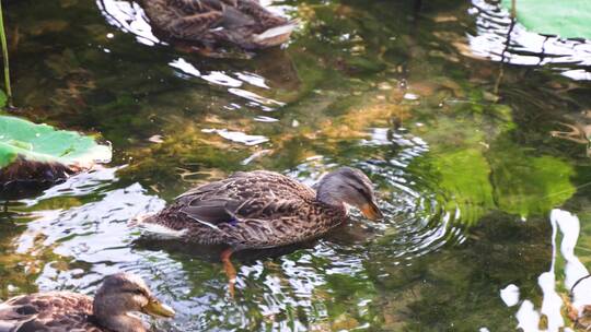 野鸭在岸边水中觅食生态环境