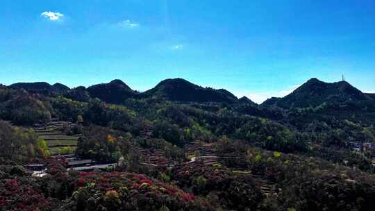 4K延时航拍贵州毕节百里杜鹃花美景