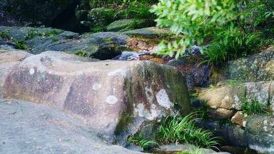 清澈纯净小溪流水泉水小河流域