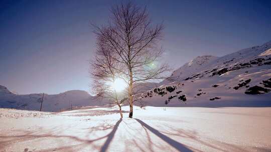 冬季夕阳下雪地上的树的倒影延时摄影