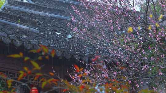 杭州西湖郭庄雨天梅花风景