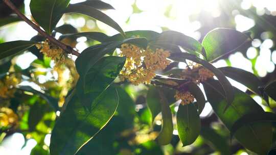 [合集]秋天逆光的桂花光影，阳光透过树叶