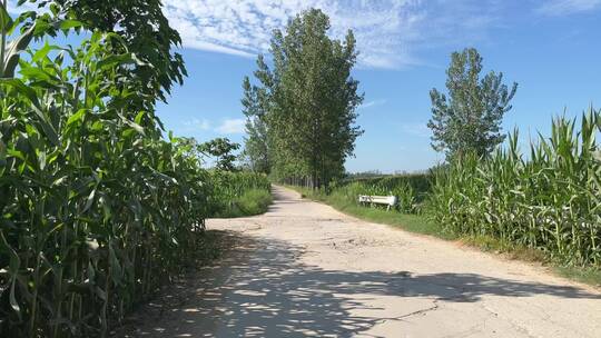 夏日天空下的小路视频素材模板下载