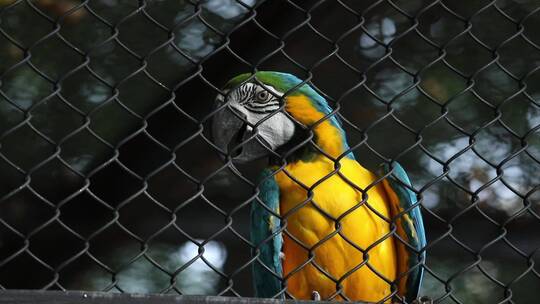 4K动物园的鹦鹉视频素材模板下载